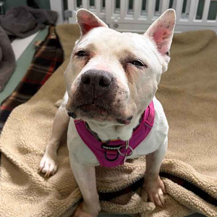 Pom Pom, a senior terrier and pit bull mix