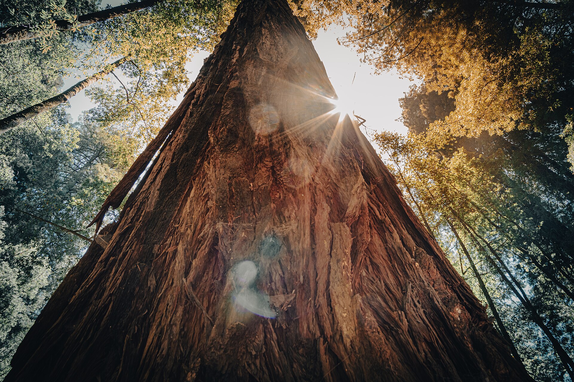 Tall redwoods at Armstrong Reserve